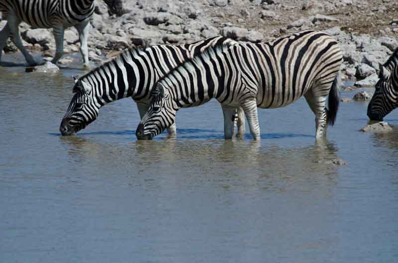 160 - Namibia - cebras - parque nacional de Etosha